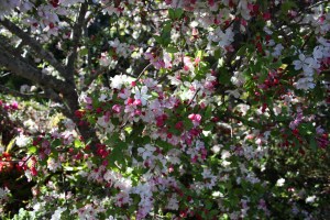 Spring Equinox Beauty