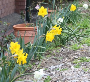 new-beauty-may-grow-strong